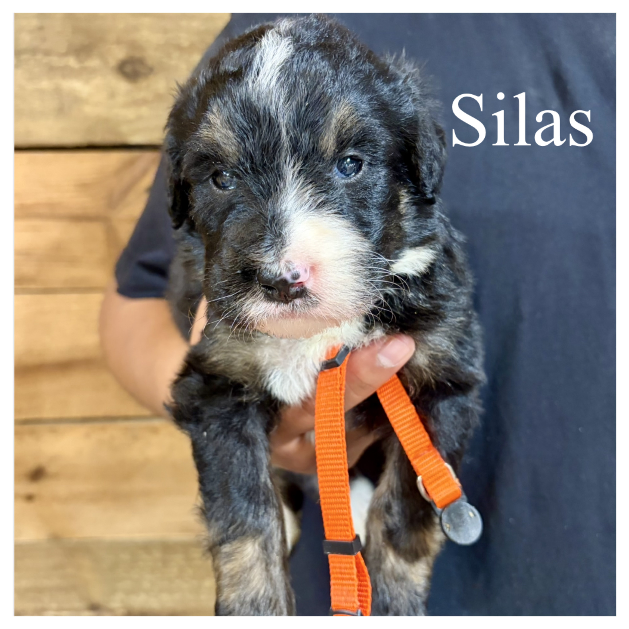 Silas 2